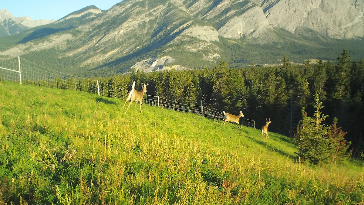 Photo of deer in the field