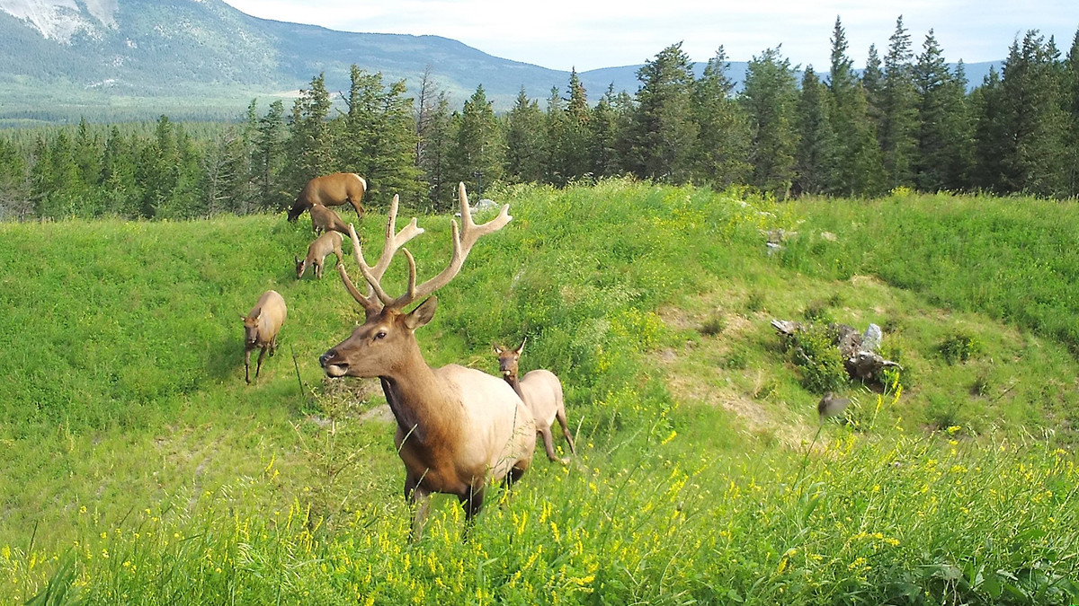 Photo of elk in the wild