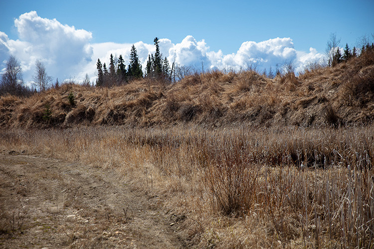 Dry vegetation that is highly flammable and susceptible to burning.