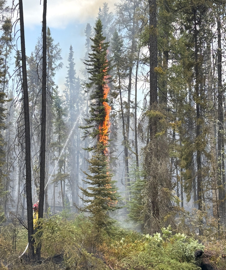 A wildland firefighter sprays water on a burning tree in a dense forest. Smoke fills the area as flames climb the trunk of a conifer tree. Surrounding trees and undergrowth appear scorched, with patches of green vegetation still visible.