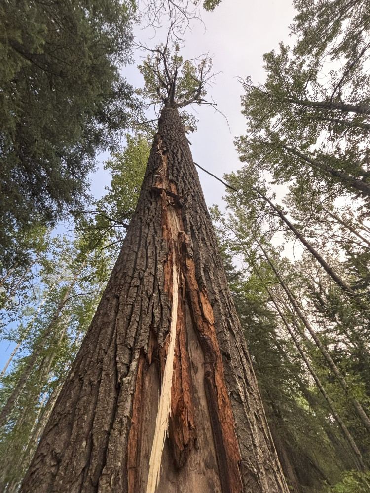 A tall tree in a forest with a long vertical scar down its trunk caused by a lightning strike. The bark is stripped away in a jagged line from the base to the upper branches, exposing raw wood beneath. Surrounding trees are undamaged and reach up toward a partly cloudy sky.