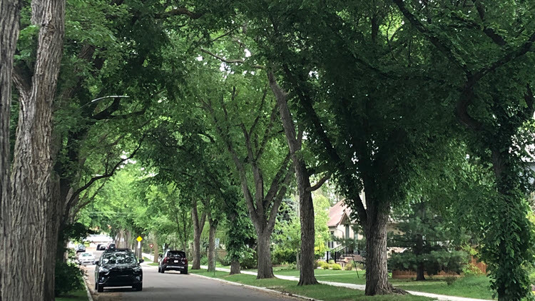 Tree-lined street with 2 cars parked on the side 