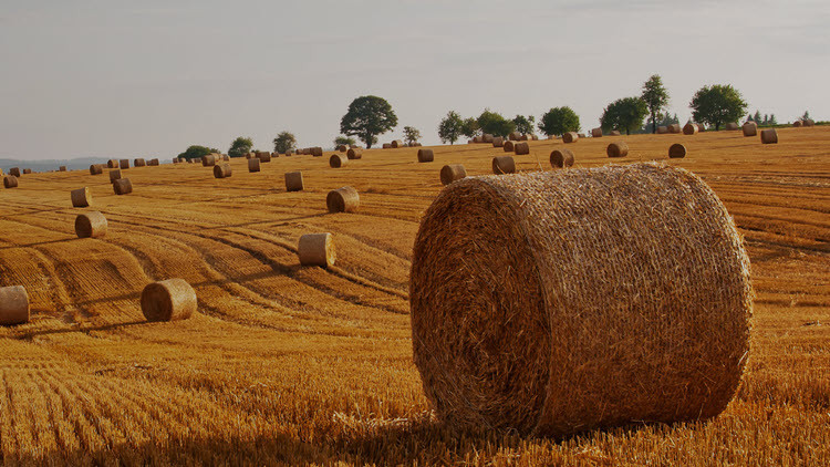 Bales in field