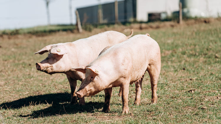 Pigs grazing
