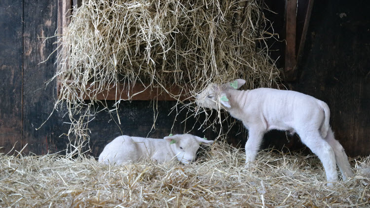 Photo of 2 young lambs eating hay