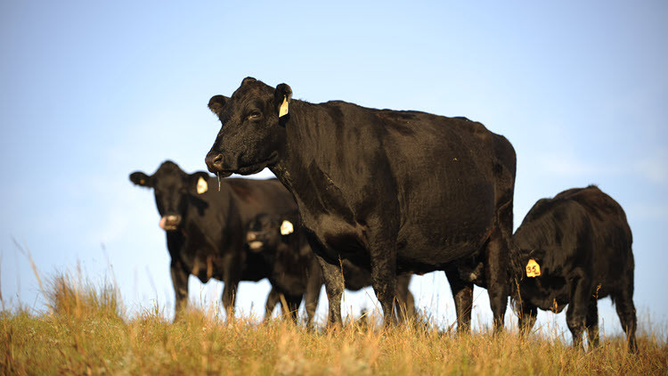 Photo of cattle in a field