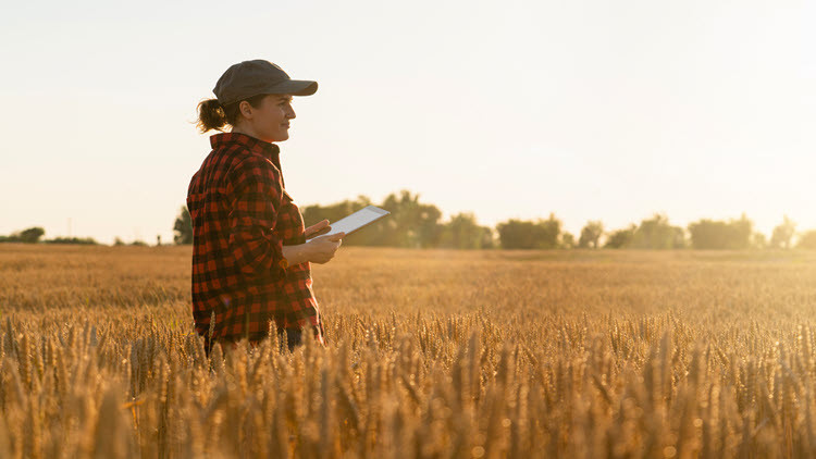 Woman in wheat field with tablet