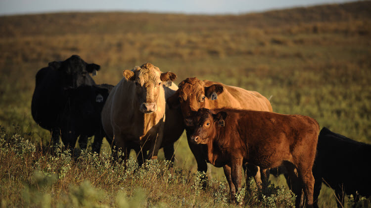 Photo of cattle in field
