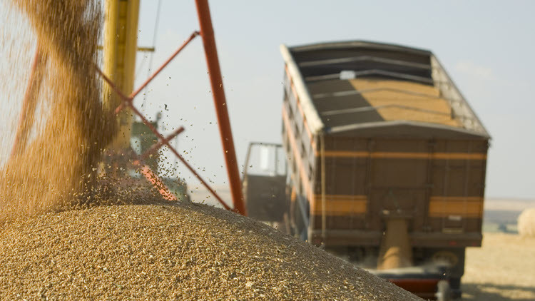 Grain Truck