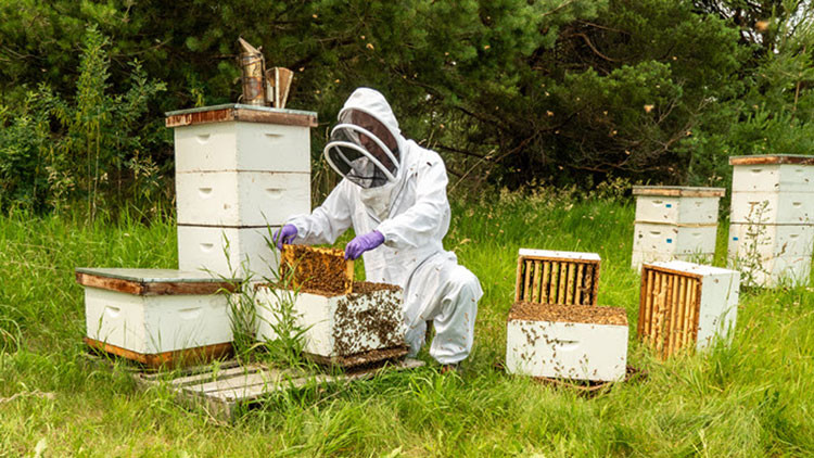 Beekeeper wearing white protective suit in a field surrounded by beehives.