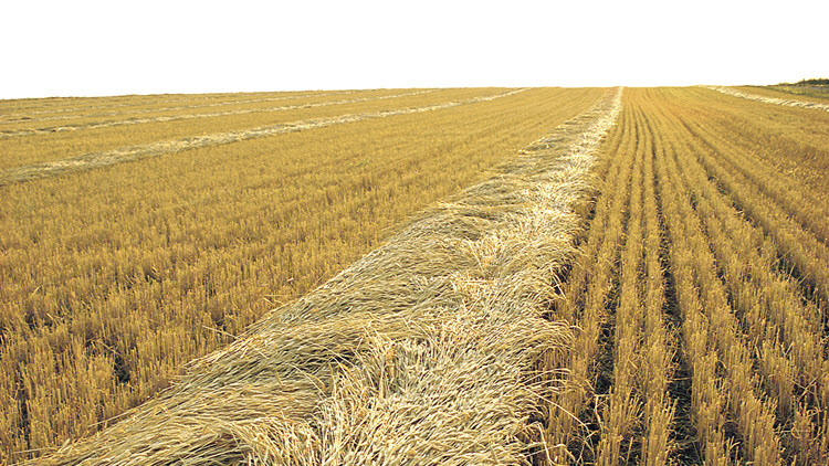 Field of yellow barley