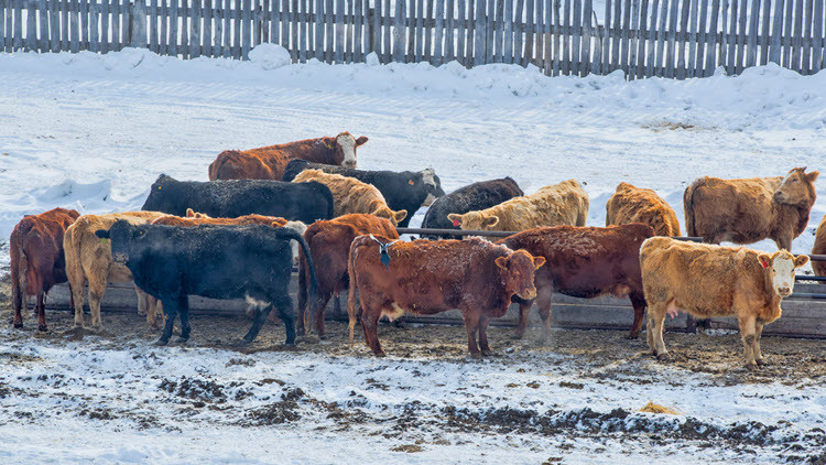 Many black, brown and tan cattle standing and eating outside in the snow