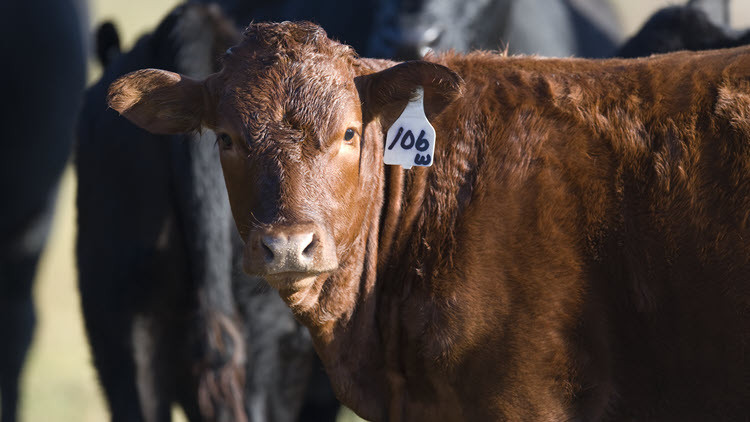 Brown cow with a white tag on its ear with the number 106
