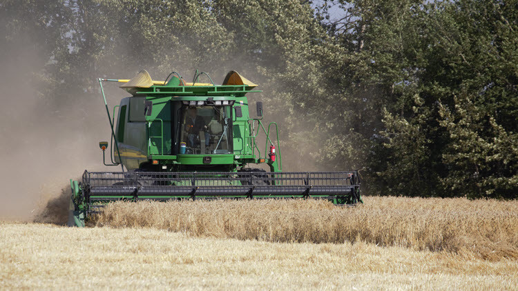 Green combine harvesting in a wheat field