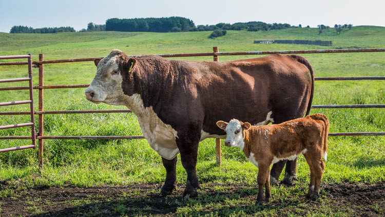 Dark brown mother cow standing along side an orange fence, with her light brown and white calf standing next to her. Green field and trees in the distance.