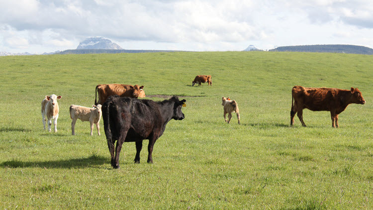 Black, white and brown cows of various sizes roaming in a green field