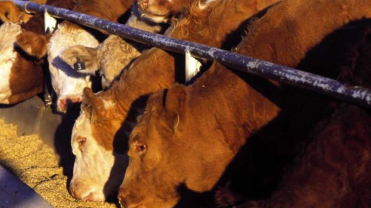 Several brown and white cows feeding at a trough
