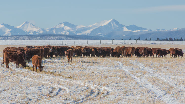 Large herd of brown cows standing and eating in a large snowy field surrounded by a fence with snowy mountains in the background