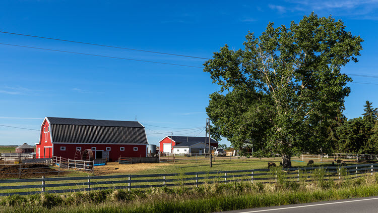 View from the road, green field with a large tree and red barn on the other side of a fence