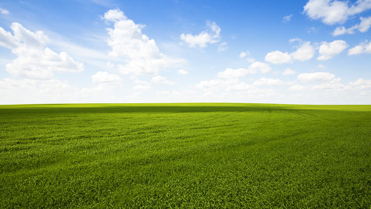 Green barley field stretching into the distance under a blue sky with white clouds