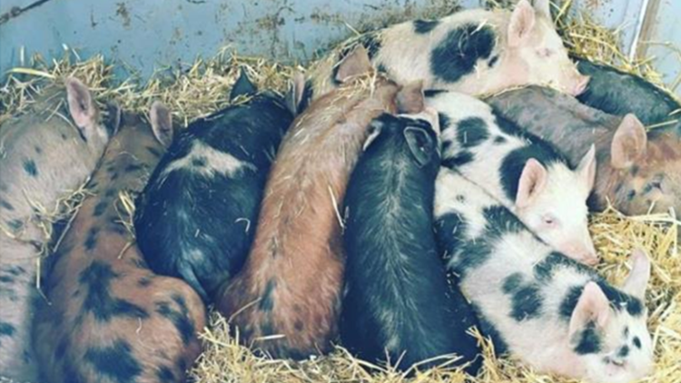 10 pink, brown and black spotted piglets sleeping on hay