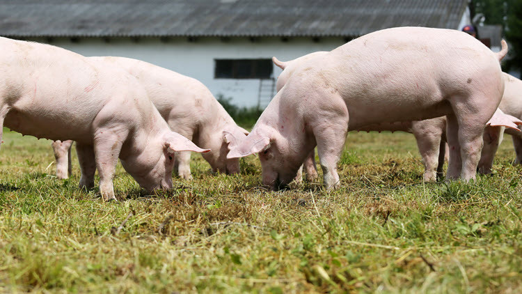 3 pink hogs eating grass in a field