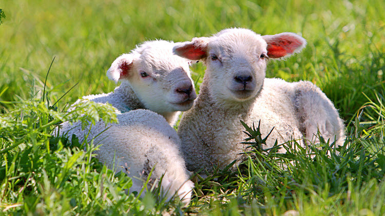 Two white lambs sitting in a green field