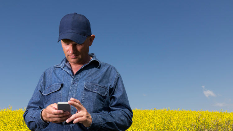 Man in a long-sleeved denim shirt and blue baseball cap, looking at a cell phone in his hands, standing in a yellow canola field under a blue sky