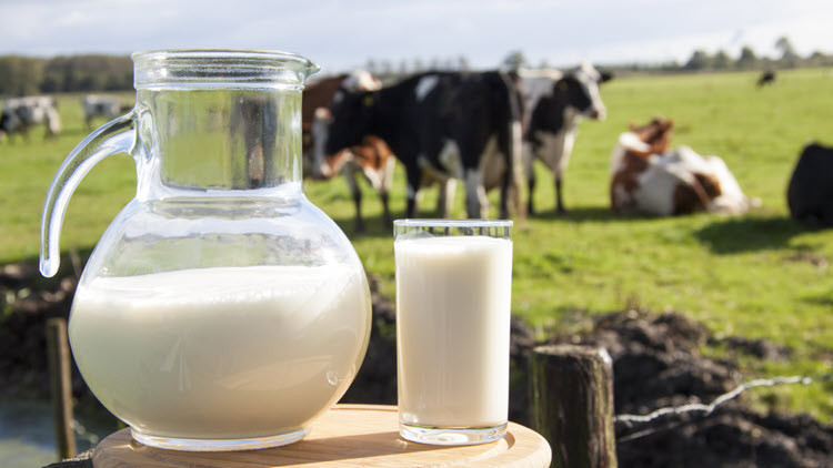 Large glass jug with handle half full of milk next to a full glass of milk, with dairy cattle in a field in the background