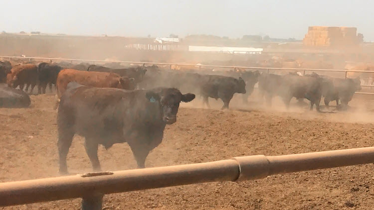 Herd of cattle in a dusty pen
