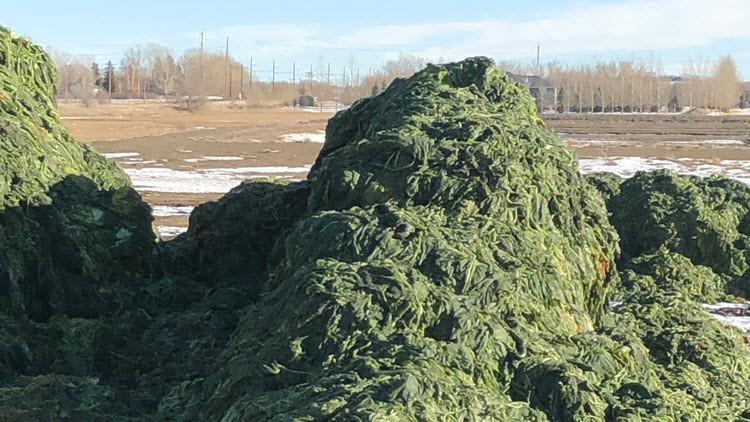 Large piles of green organic matter
