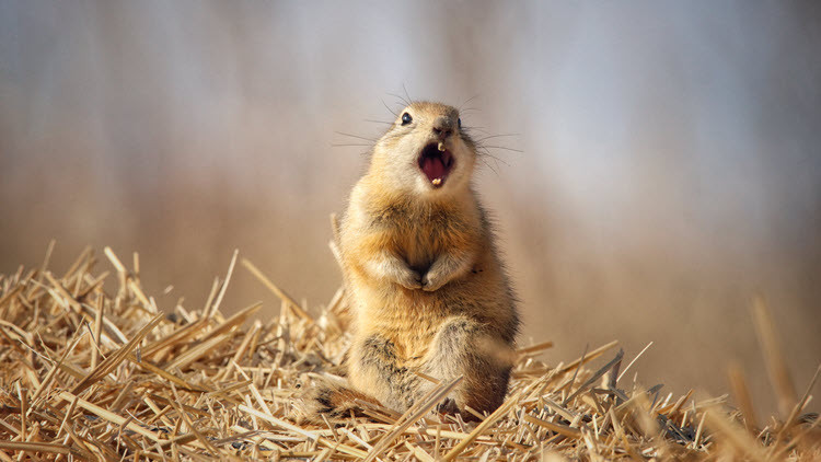 Richardson's ground squirrel sitting up on it's hind legs