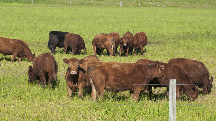 A herd of brown steer behind a barbed wire fence in a green pasture