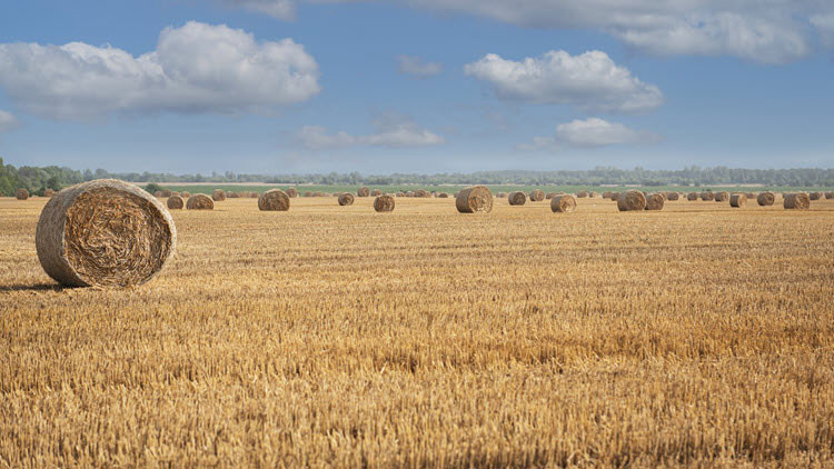 Round bales of hay in a yellow field under blue sky with white clouds