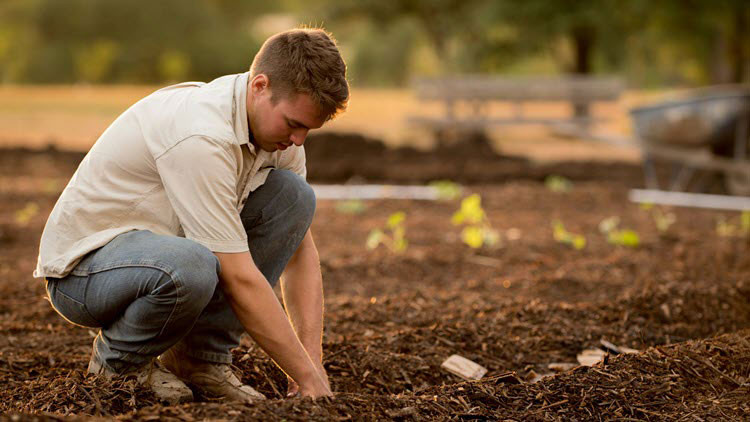 A person wearing jeans and a white shirt crouched down, planting in a field
