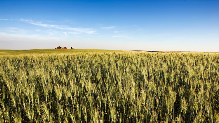 Wheat field with a red barn far in the distance under a blue sky
