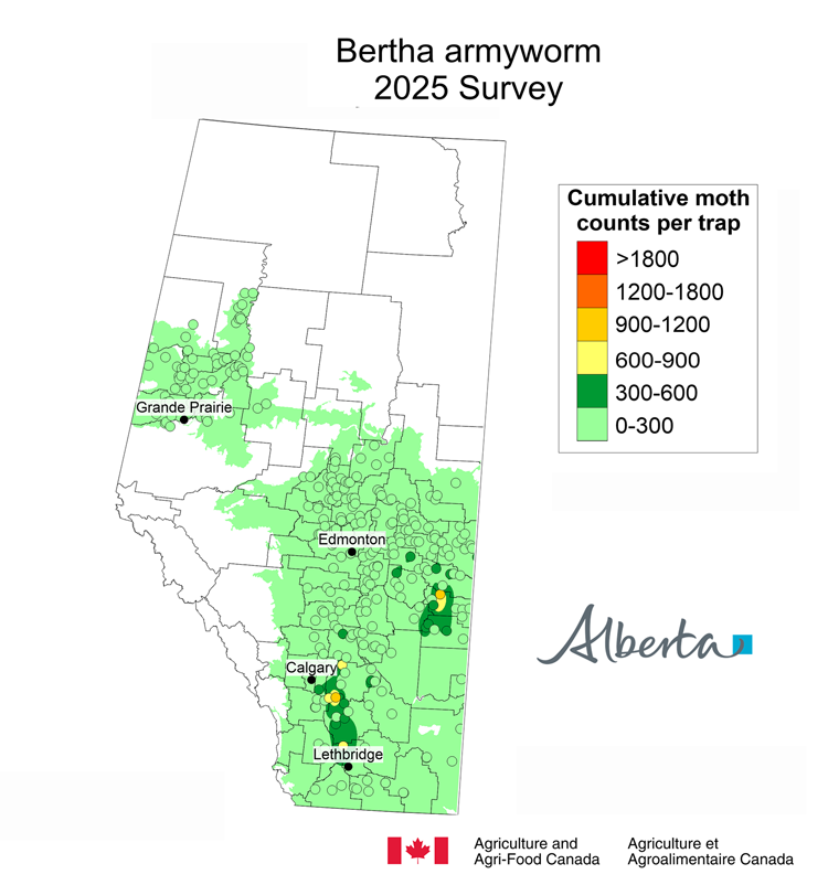 Map of Alberta showing the cumulative bertha armyworm moth counts per trap in 2025. The map uses a six color gradient from light green (0-300 moths) to red (more than 1800 moths) per trap. Most of the province is light green. There are two clusters with higher counts: one between Lethbridge and Calgary and one in the municipal district of Provost. These each only have one data point of medium orange and a few yellow each. There are additional points that are dark green in the surrounding areas