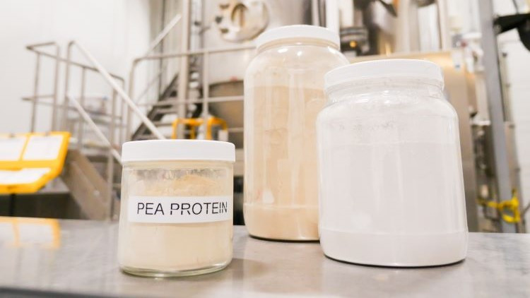 Photos of pea meal in the Bio Processing Innovation Centre