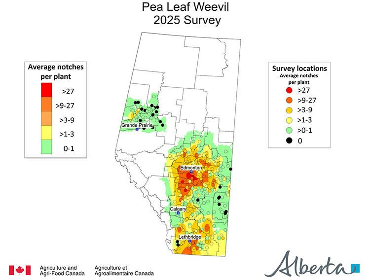 This image is a map of Alberta showing the average number of pea leaf weevil notches per plant found in the 2025 survey. This map uses a 6 color gradient from light green (0 to 1 notches) to red (more than 27 notches). Southern Alberta varies from green to yellow and light orange (1-3 notches and 3-9 notches), with a few hot spots of dark orange (9-27 notches). The largest hotspot is from Lethbridge South to the border. There is a large dark orange area around Edmonton, with some fields marked as red. 