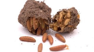 Grasshopper egg pod, split open with larvae inside and coming out