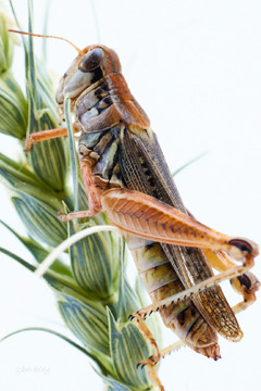 Illustration of a migratory grasshopper on a green stem