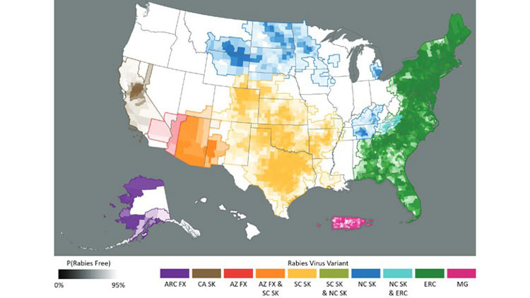 Map with visual indications of the distribution of rabies virus variants (RVV) in the United States, 2022. Information tracked includes Arctic fox, Arizona fox, California skunk, Eastern raccoon, Dog-mongoose, North central skunk, South central skunk