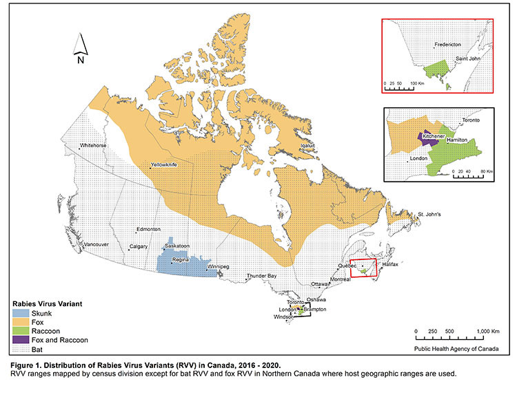 Distribution of Rabies Virus Variants (RVV) in Canada, 2016-2020