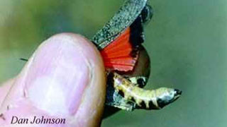 Band-winged grasshopper held between a person's thumb and forefinger