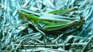 Velvet-striped grasshopper sitting in grass