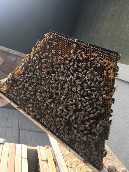 Photo of bees in the honeycomb