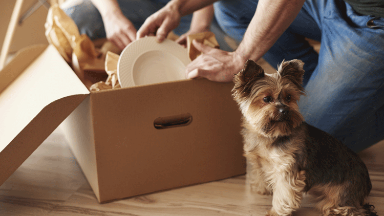 Two people place items in a moving box. A small dog sits next to the box.
