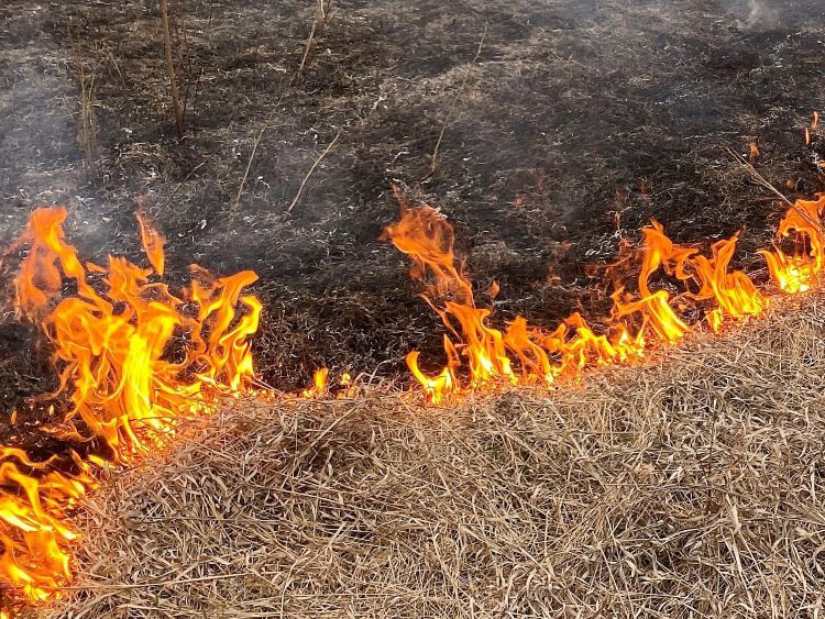 Dry grass burning 