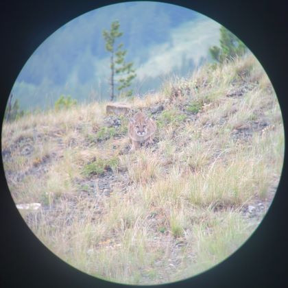 Cougar viewed through a scope at Carbondale lookout, standing on a grassy hillside with sparse trees in the background.