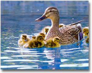 mother duck with ducklings